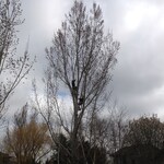 Large Cottonwood Removal