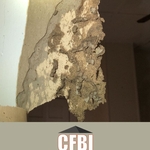 Termite Issues