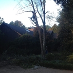 Tree pruning, really anything you need done