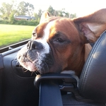 Roxie