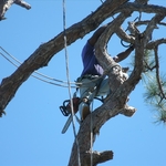 Clearing limbs