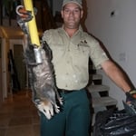 Opossum Removal