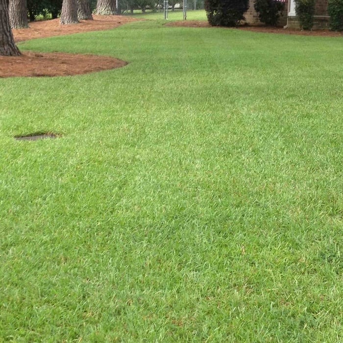 Grass maint properly, weekly service