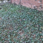 Flower Bed After