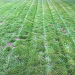 Lines
