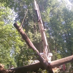 emergency tree work