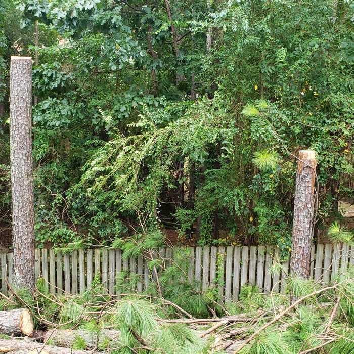 Dangerous Backyard Pine Tree Removal