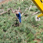 Dangerous Backyard Pine Tree Removal