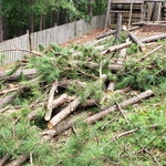Dangerous Backyard Pine Tree Removal