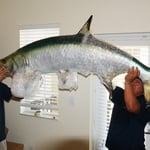 A fish called sammy