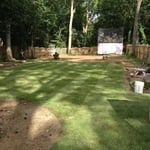 Zoysia 1
