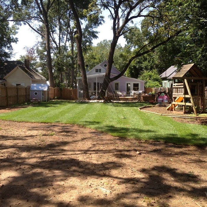 Zoysia 2