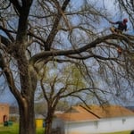 Elm