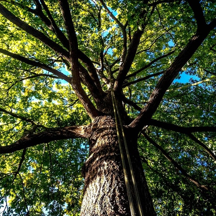 Pin Oak