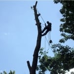 We want to be your choice for residential & commercial tree removal services in the Washington DC, Maryland and Virginia area. Call us directly at 301-630-3443