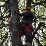 We pride ourselves in the wide variety of tree trimming services we provide