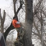 In the trees