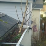 GUTTER OR GARDEN?