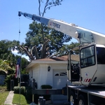 Large Oak Removal
