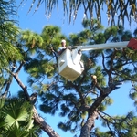 Large Pine Tree Clean Out