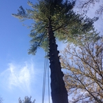 LARGE CONIFER REMOVAL