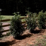Fence with Shrubs