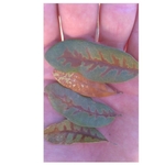 Oak leaves showing symptoms of oak wilt.