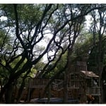 A canopy thinning on trees growing closely together.