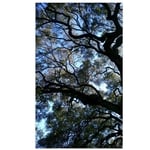 A live oak being pruned.