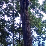 Climber pic 2