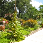 poolside garden