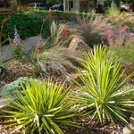 xeric native garden