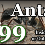 $99 Ant Deal