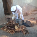 Bee Hive Removal