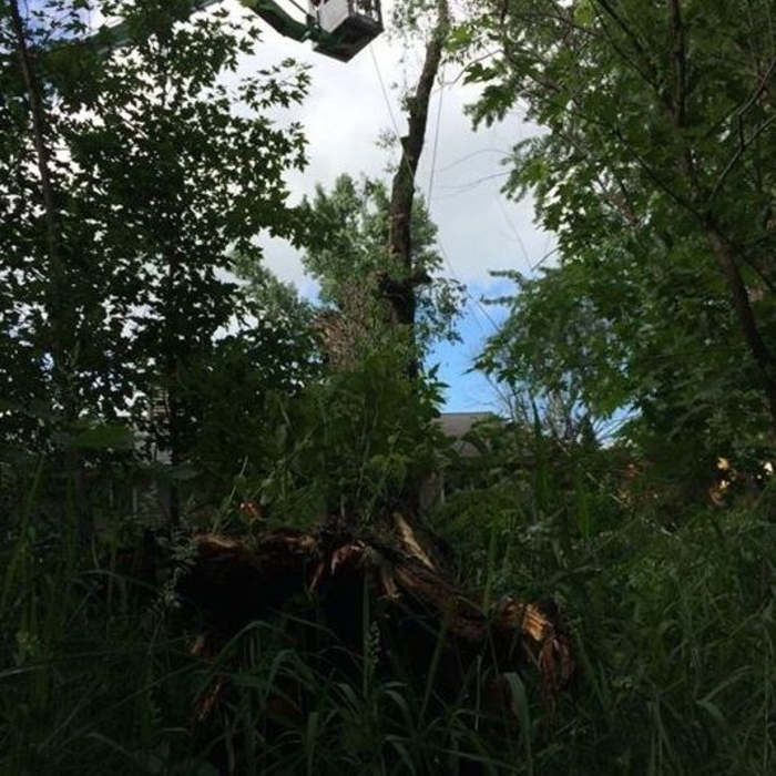 Tree Removal and Hauling