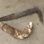 Roots from Broken Pipe