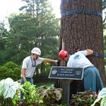 NC State Champion black walnut