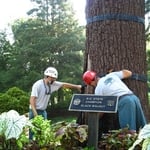 NC State Champion black walnut