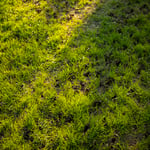 Aeration Wholes