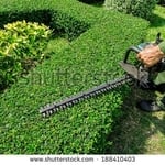 Hedge Trimming