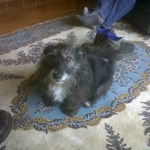 Clifford The Wonder Dog