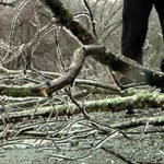 Tree Service