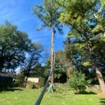 Tree Service