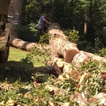 Tree Service