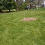Maple tree after removing and grinding the stump