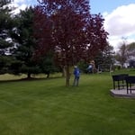 Maple tree before