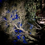 Tree showcase