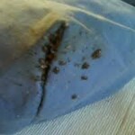Bed Bug Treatment