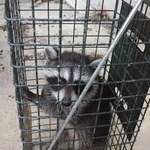 Raccoon