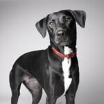 Oreo the Mold Dog